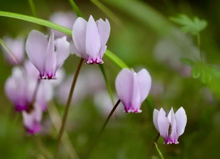 Cyclamen plants in a garden, symbolizing change and unconditional love