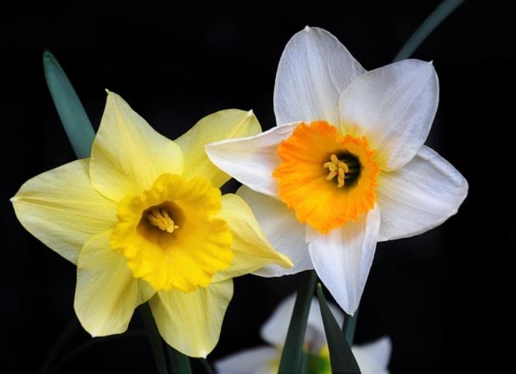 Daffodil flowers in spring, associated with rebirth and positivity