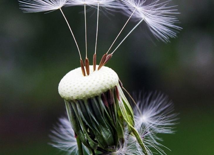 Dandelion flower head blowing in the wind, symbolizing transformation