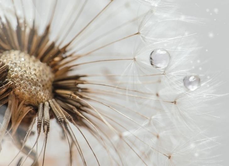 Dandelion in full bloom, associated with resilience and growth