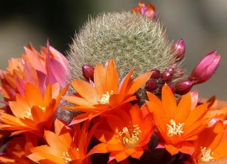 Delicate cactus petals opening at sunrise, conveying transformation and tenacity