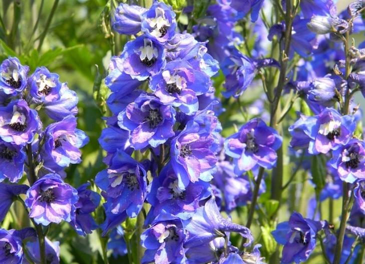 delphinium flowers symbolizing