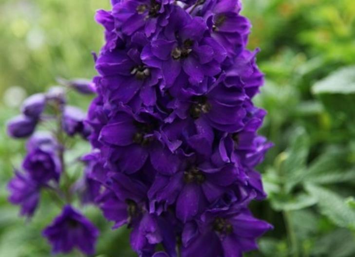 Delphinium flowers in a garden