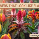 Flowers That Look Like Flames