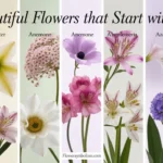 Flowers That Start With A