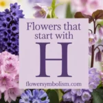 Flowers That Start With H
