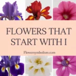 Flowers That Start With I