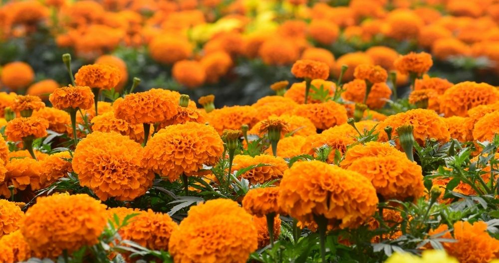 Marigold