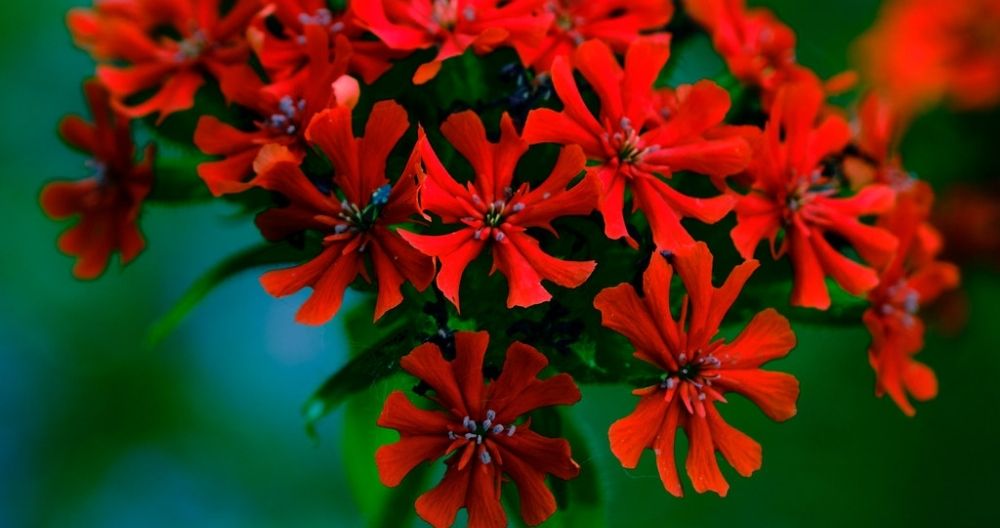 Maltese Cross
