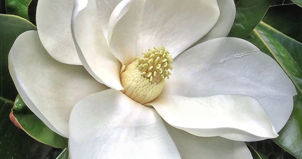 Magnolia