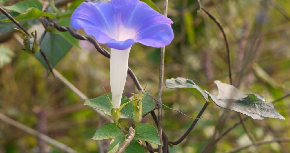 Morning Glory