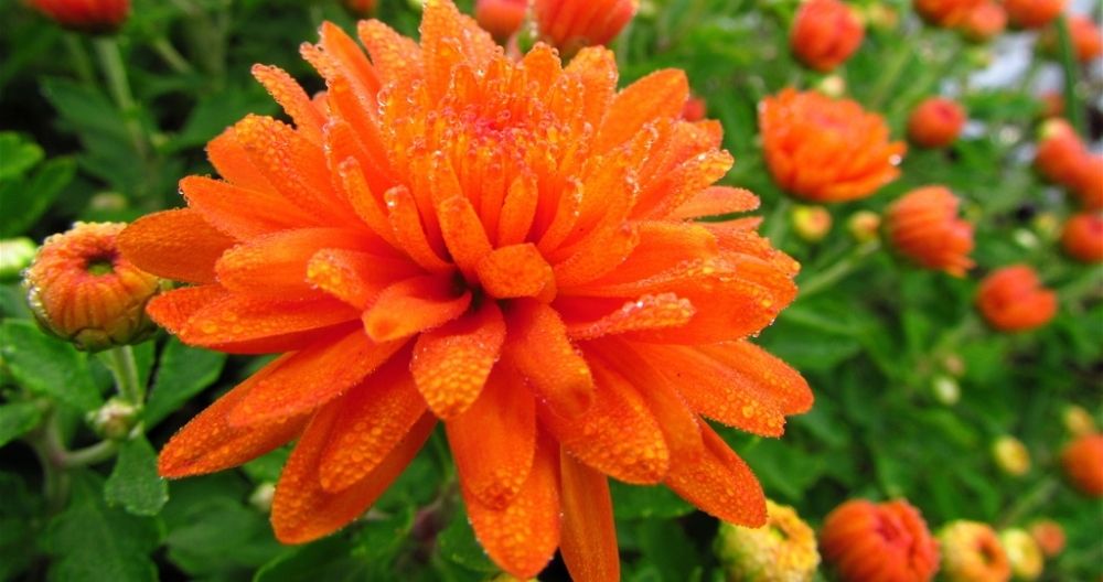 Chrysanthemums