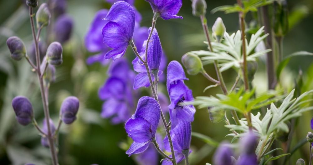 Monkshood