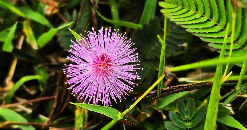 Mimosa