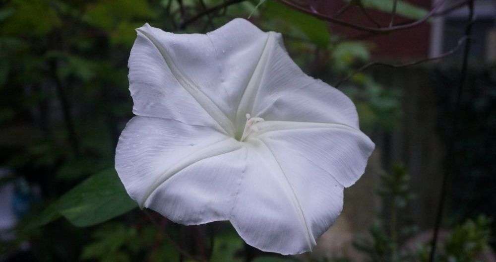 Moonflower