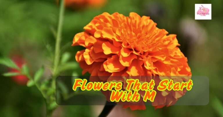 Flowers That Start With M
