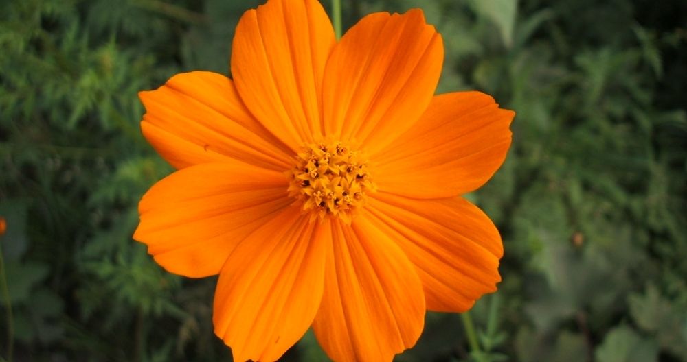 Mexican Sunflower