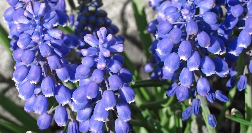 Muscari
