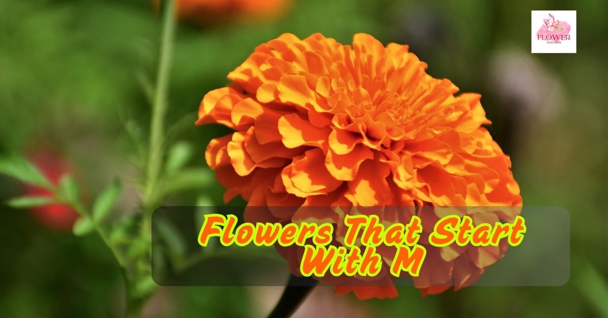 Flowers That Start With M