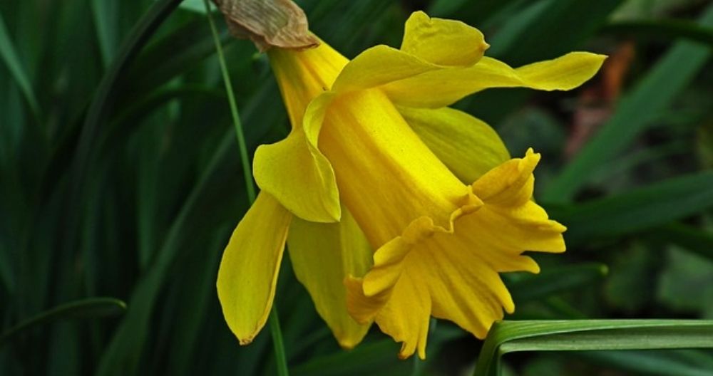 Narcissus