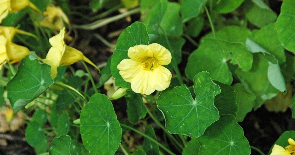 Nasturtium