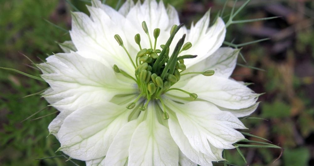Nigella