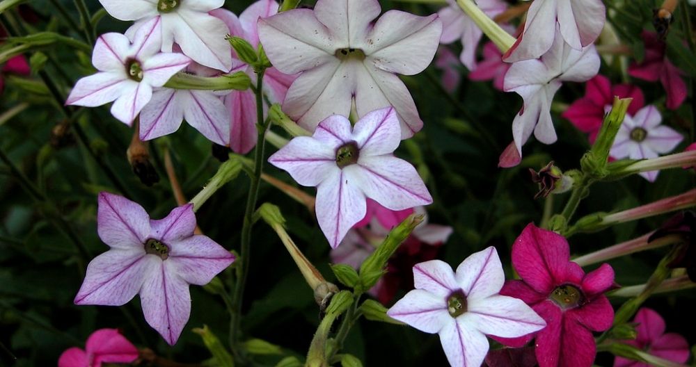 Nicotiana