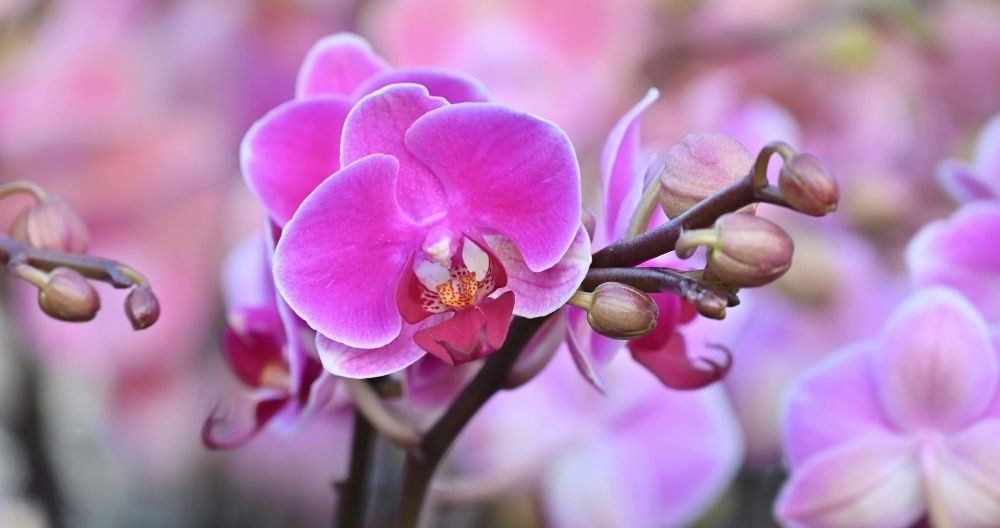 Orchid