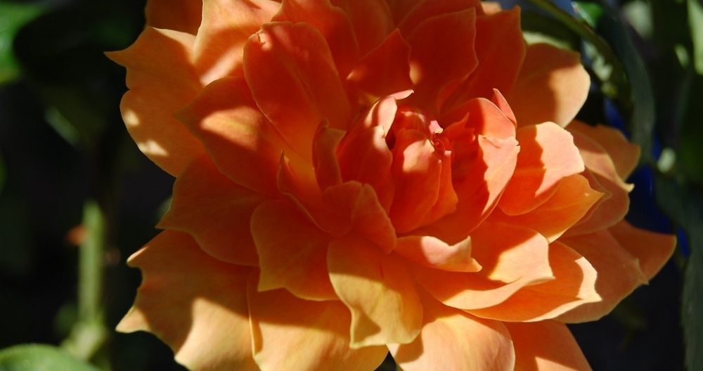 Orange Blossom