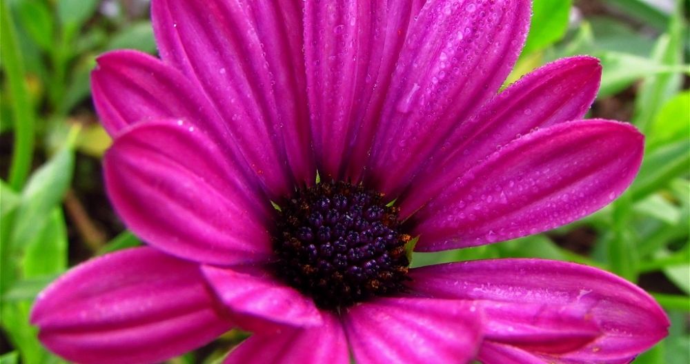Osteospermum