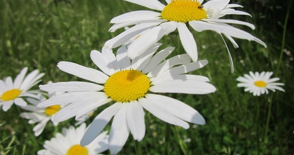 Oxeye Daisy
