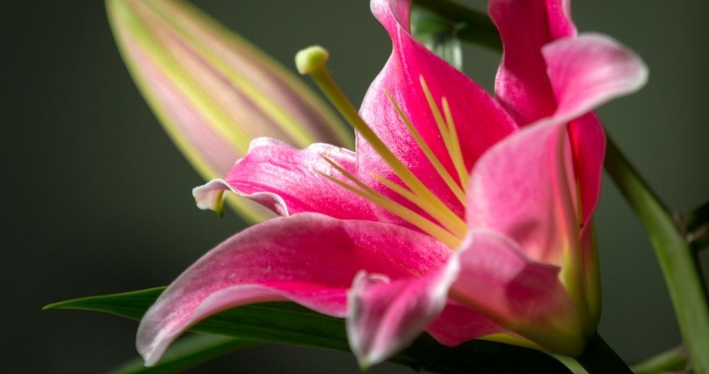 Oriental Lily