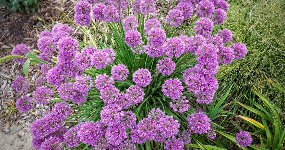 Ornamental Onion