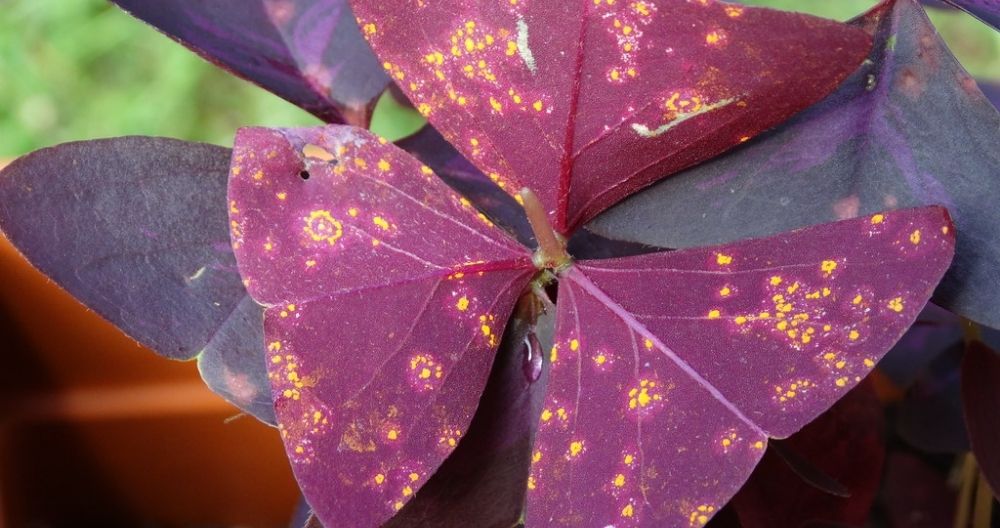 Oxalis