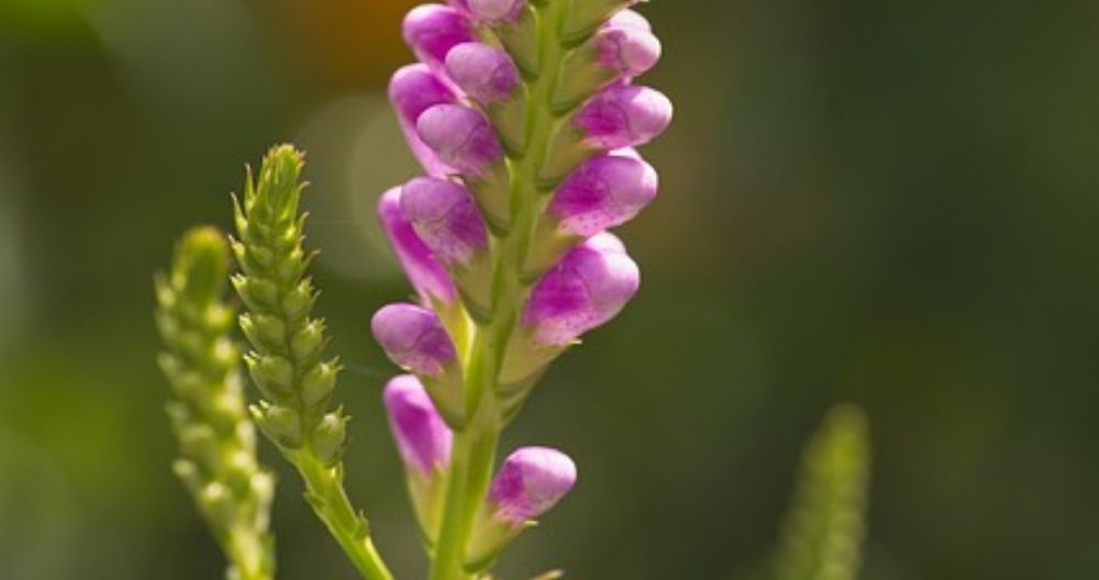 Obedient Plant