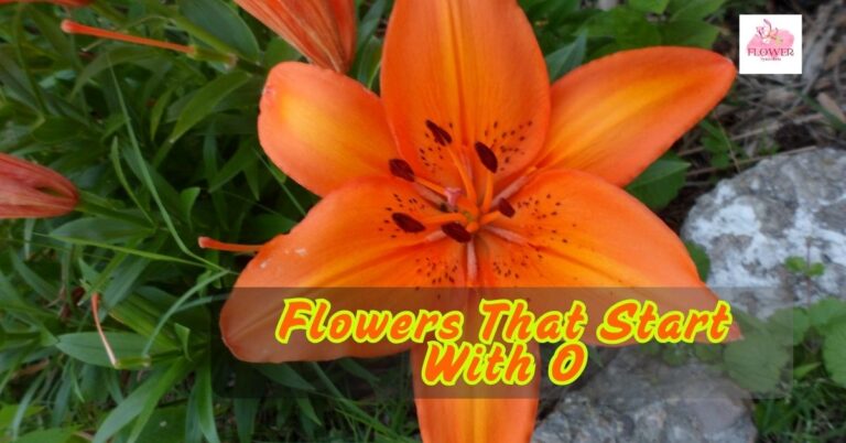 Flowers That Start With O