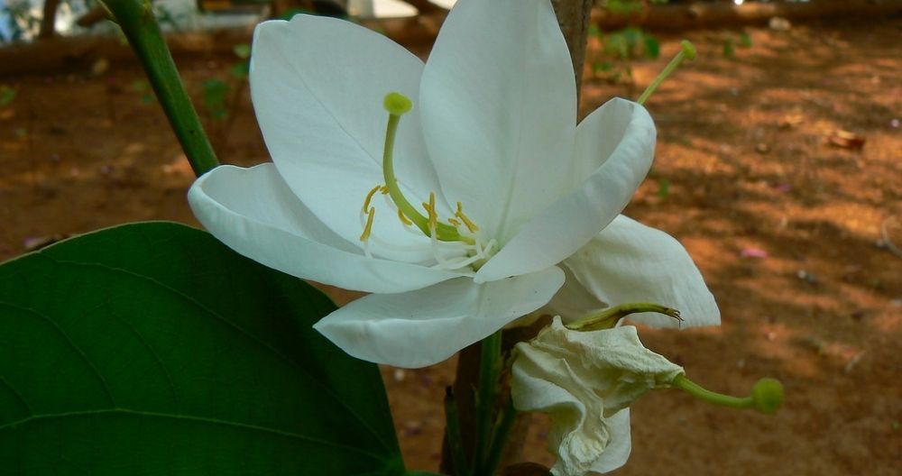 Orchid Tree