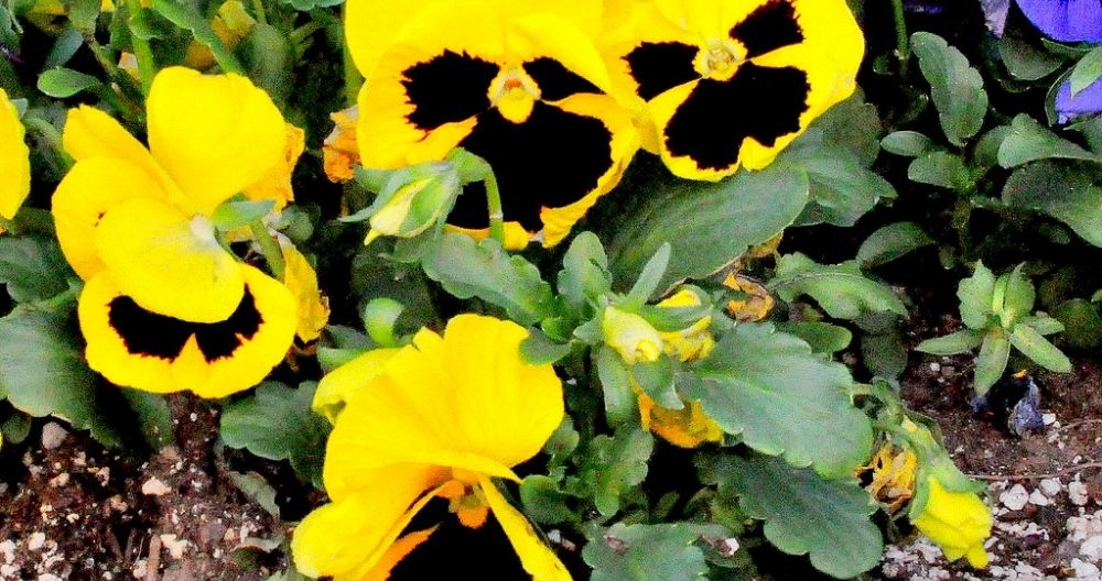 Pansy