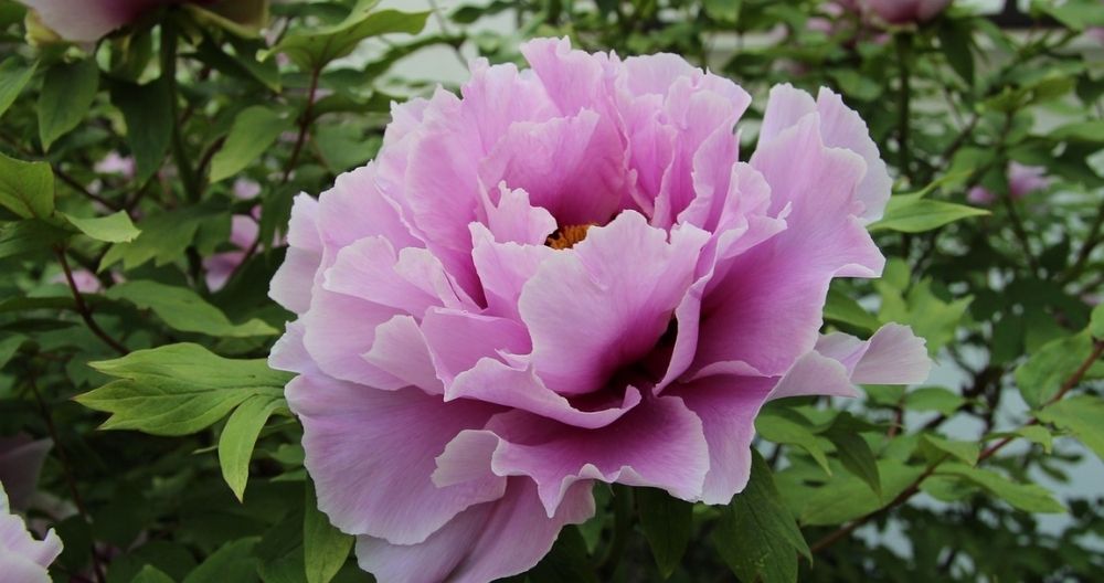 Peony