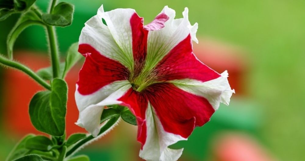 Petunia