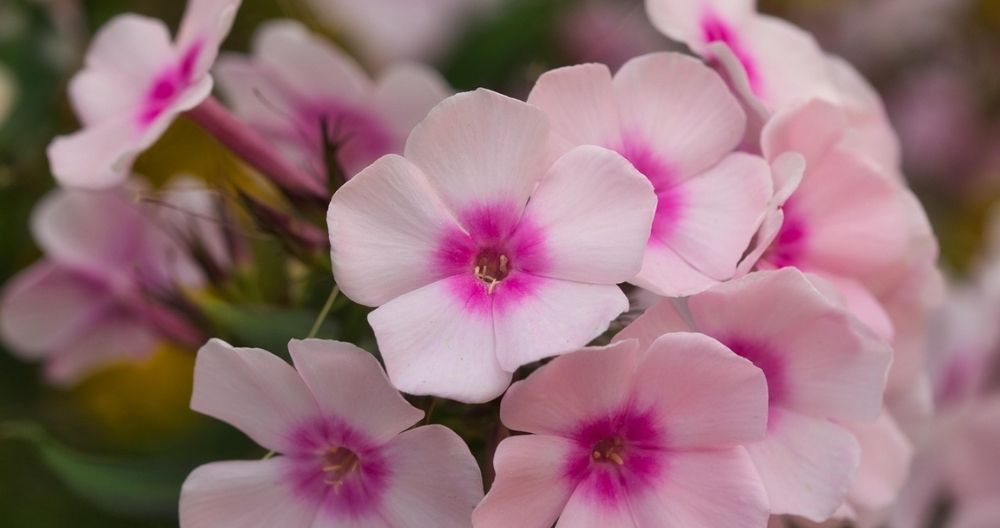 Phlox