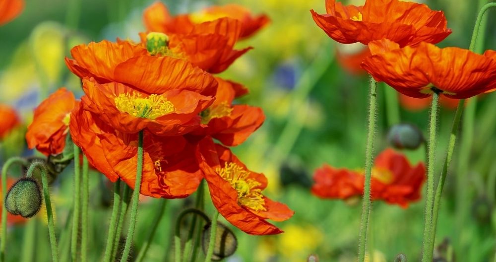 Poppy