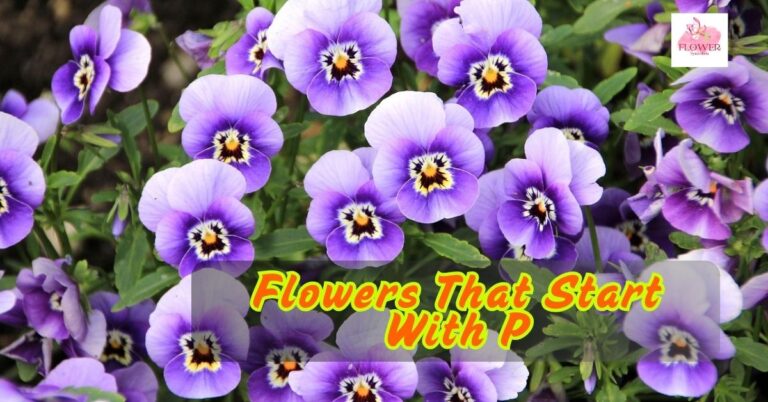 Flowers That Start With P
