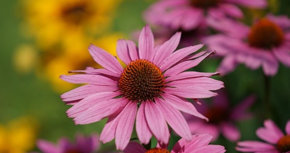 Purple Coneflower