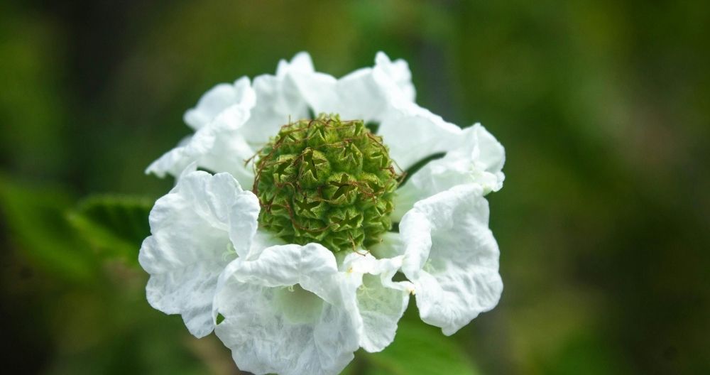 Pincushion