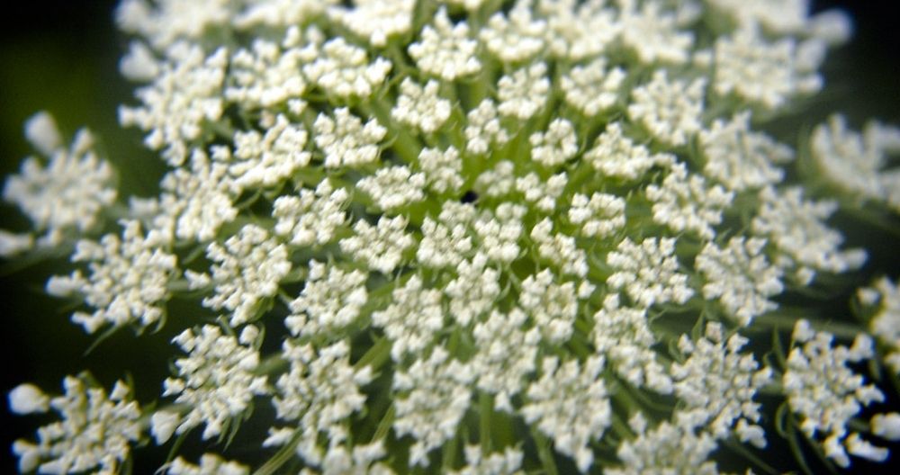 Queen Anne’s Lace