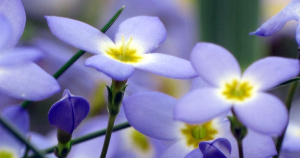 Bluets