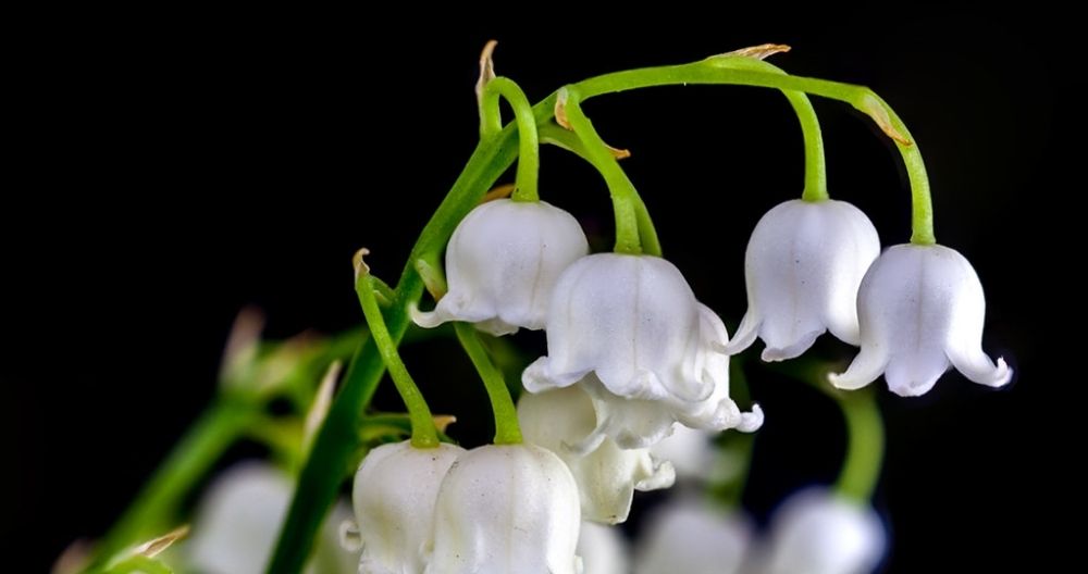 Queen Lily of the Valley