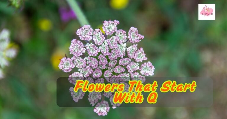 Flowers That Start With Q