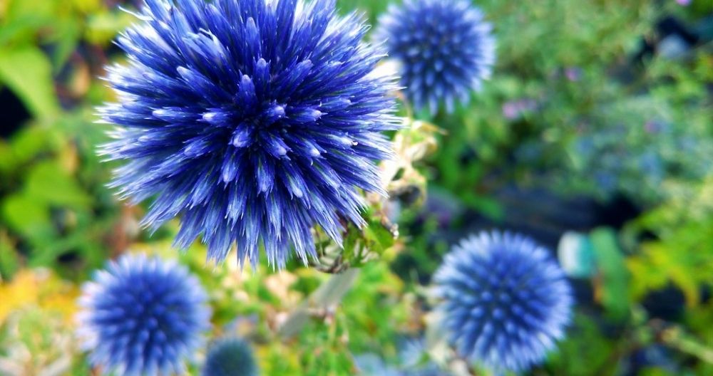 Sea Holly